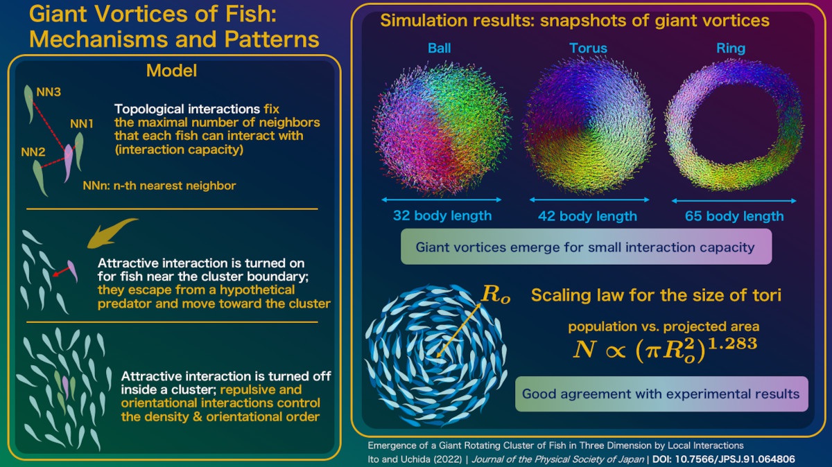 Giant Vortices of Fish: Mechanisms and Patterns