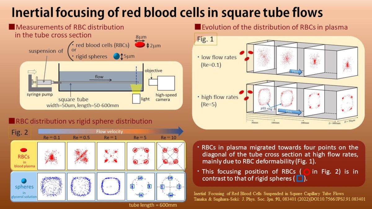 Inertial Focusing of Red Blood Cells in Square Tube Flows
