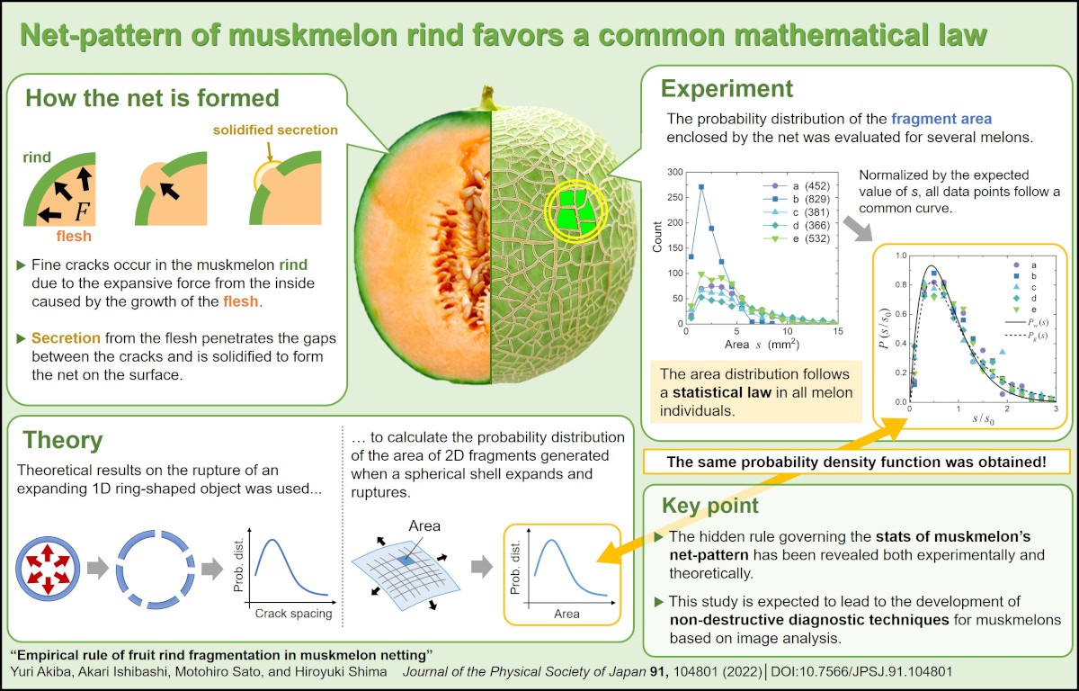 Net-Pattern of Muskmelon Rind Favors a Common Mathematical Law