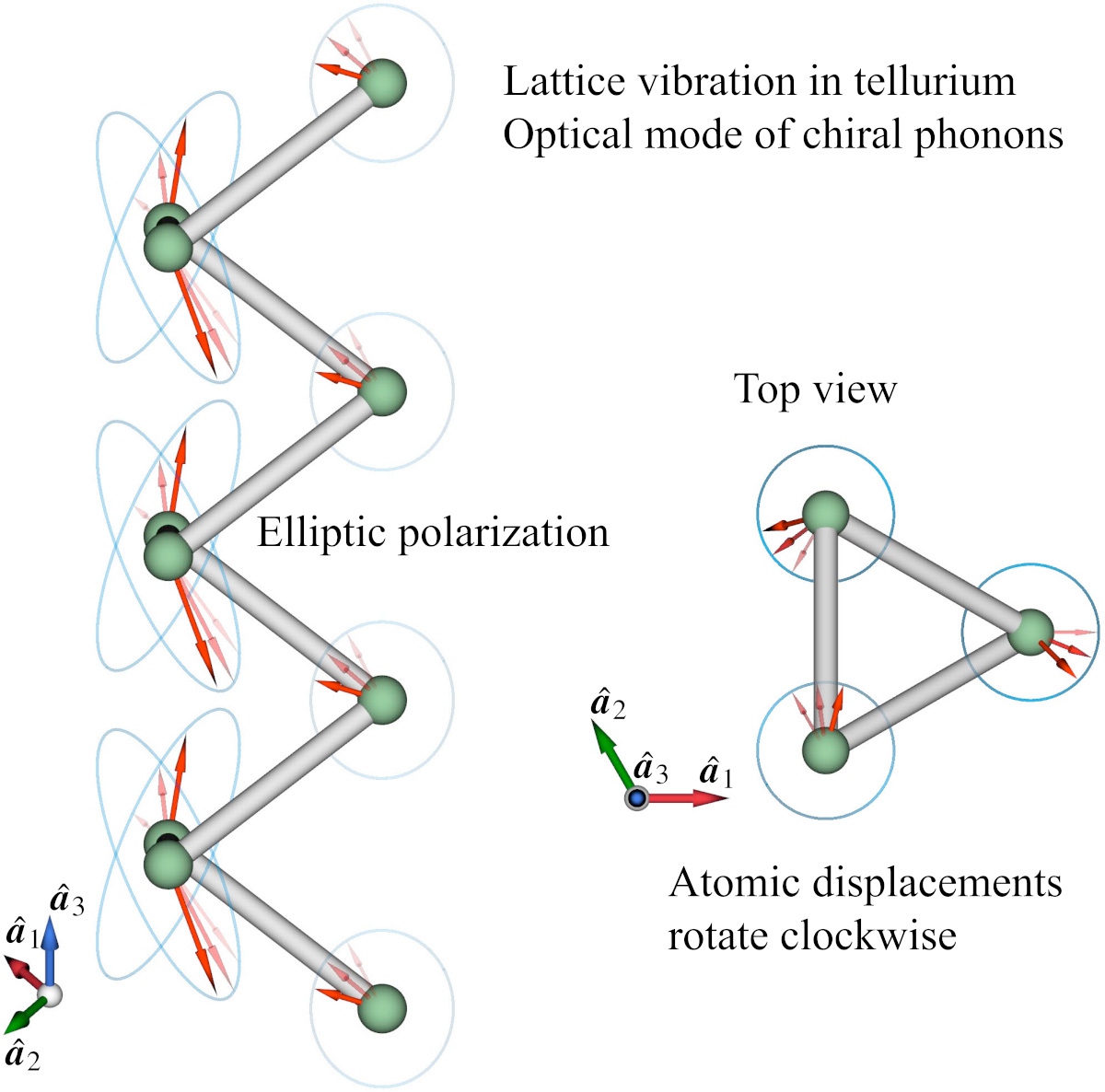 Clockwise or Anticlockwise, That is the Question: Phonons with Angular Momentum in Chiral Crystals